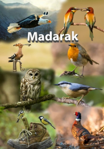 Az állatok izgalmas világa - Madarak
