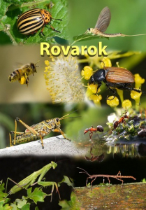 Az állatok izgalmas világa - Rovarok