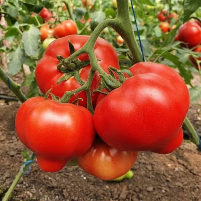 Seminte de tomate Dominet F1, 500 seminte [1]