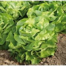 Seminte salată Lobela - 5 gr [2]