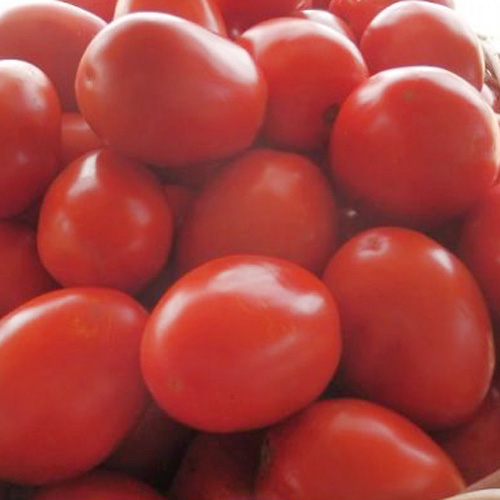 Seminte tomate CHELSE F1(ex VELOZ)- 1000 SEMINTE [2]