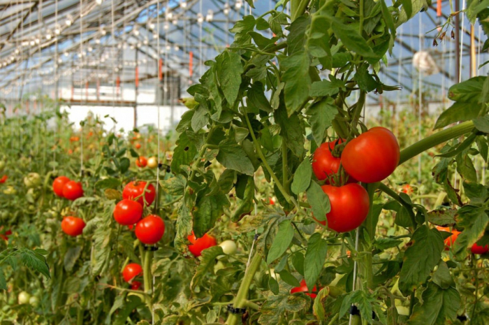 Clipsuri palisare tomate - 1000 buc / kg [4]