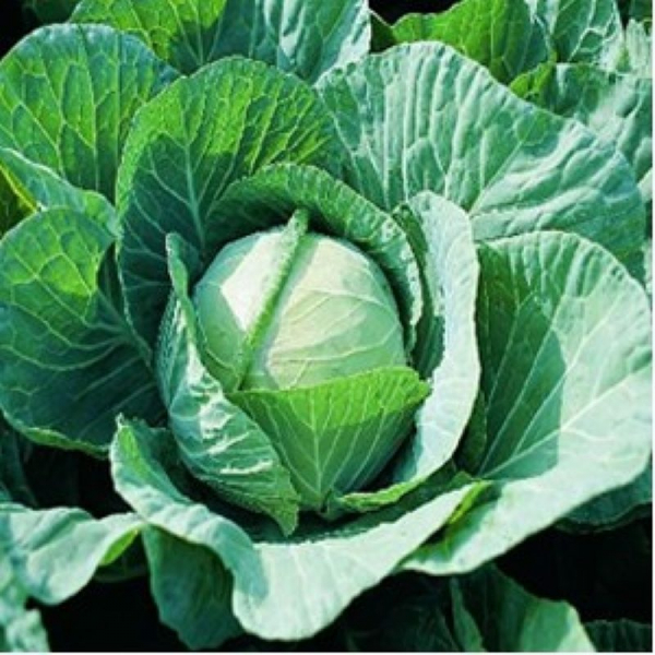 Seminte varza Farao F1 - 2.500 semințe [1]