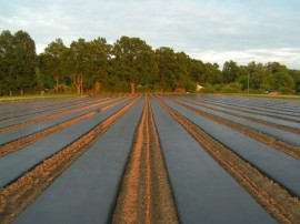 Folie mulcire gri sol, 0.8 metri latime, grosime 15 µ - rolă 3.000 metri [2]
