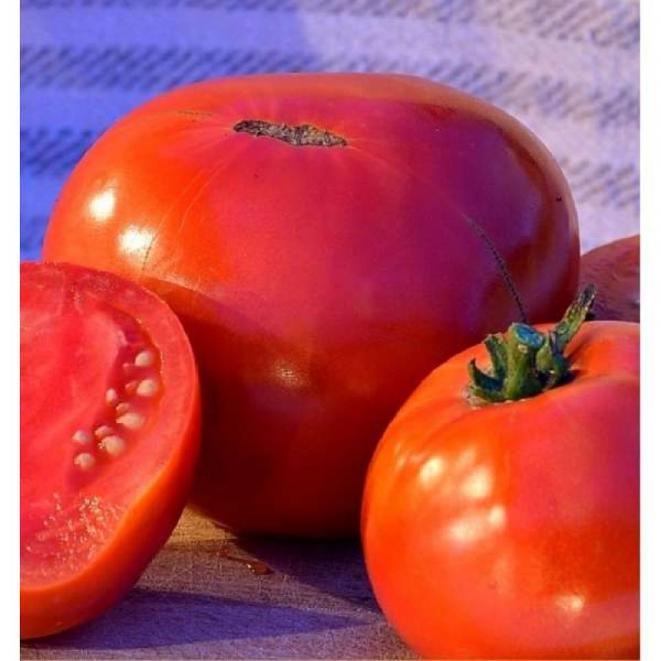 Seminte de tomate Ghittia - 3 000 Seminte [1]
