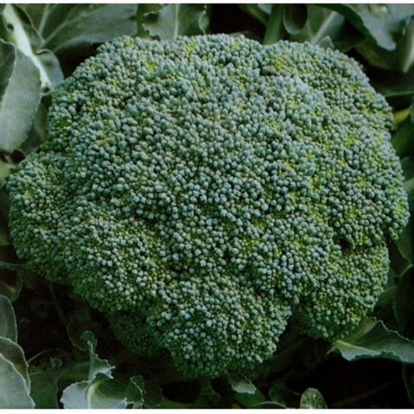 Seminte broccoli Lucky F1 - 2500 semințe [2]