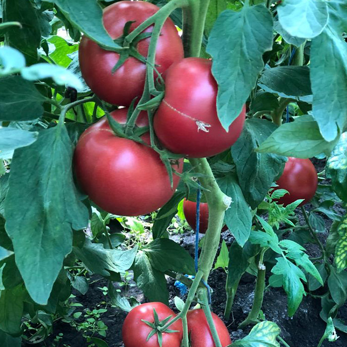 Seminte tomate PINKID F1 - 100 seminte [4]