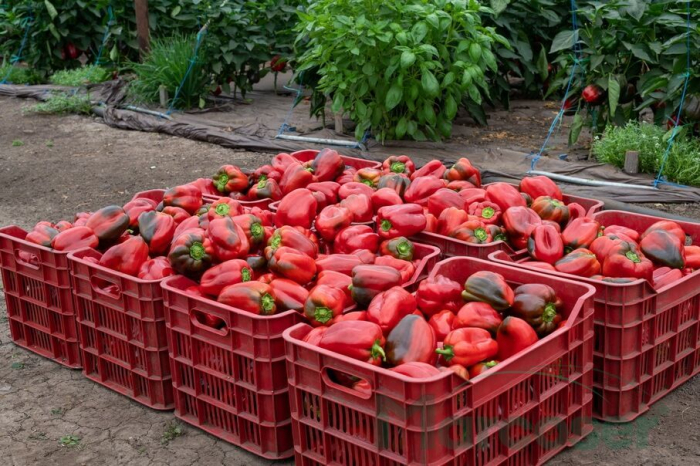 Seminte ardei gras Olmo F1 (Maestral) - 250 seminte [2]