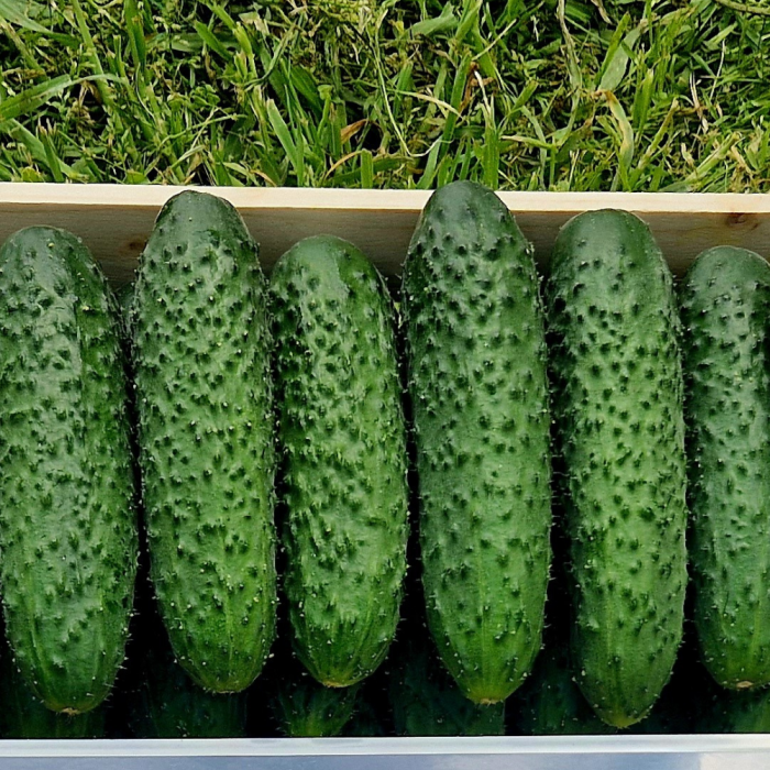 Seminte castraveti cornichon PRUT F1 - 100 seminte [1]