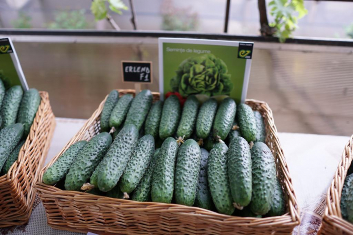 PACHET PROMO seminte castraveti ERLEND F1 , tip cornichon - 4.000 seminte ( 3 + 1 GRATIS ) [4]