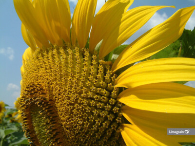 Seminte de floarea soarelui  LG 55.55 CLP, semi-timpuriu, sac 150.000 seminte [2]