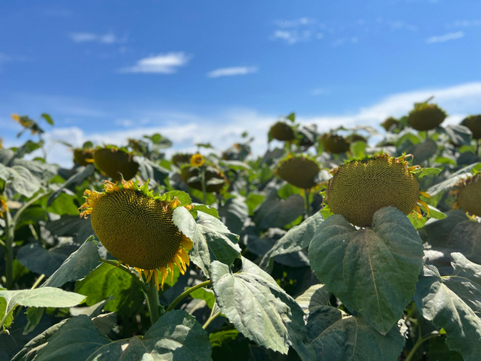 Semințe de floarea soarelui LG 50.479 SX, semi-timpuriu,  sac 150.000 seminte [2]