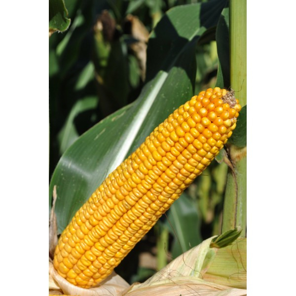 Samanta porumb LG 31.415 (Invador), semi-tardiv - sac 50.000 seminte [2]