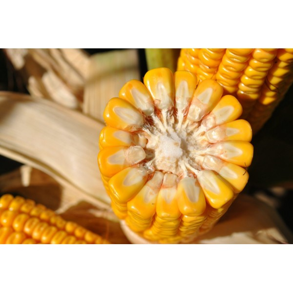 Samanta porumb LG 31.415 (Invador), semi-tardiv - sac 50.000 seminte [4]