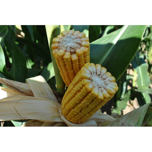 Samanta porumb LG 31.415 (Invador), semi-tardiv - sac 50.000 seminte [3]