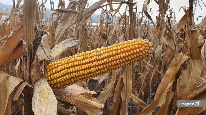 Samanta porumb LG 31.377 FAO 370, semi-timpuriu - sac 50.000 seminte [2]