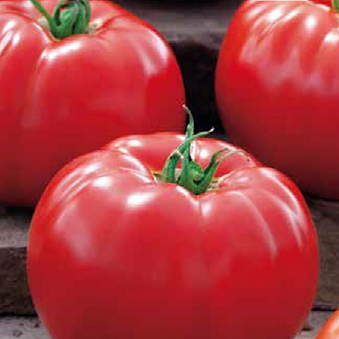 Seminte tomate BIG BEEF F1 - 500 seminte [2]