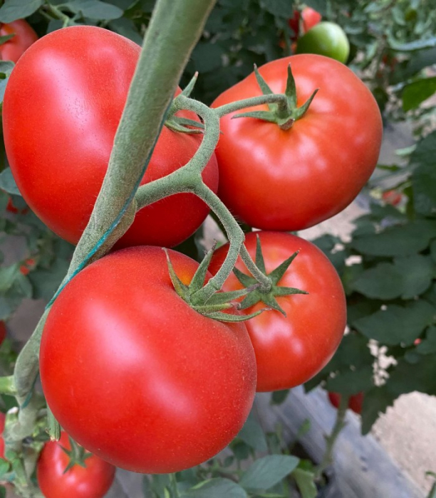 Seminte tomate BB2F1 (SVTH 3438 F1) - 500 semințe [2]