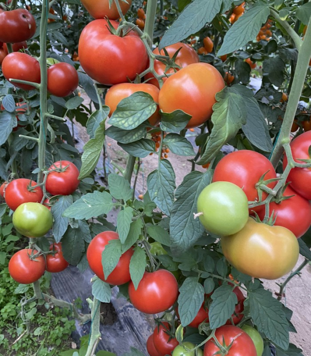 Seminte tomate BB2F1 (SVTH 3438 F1) - 500 semințe [1]