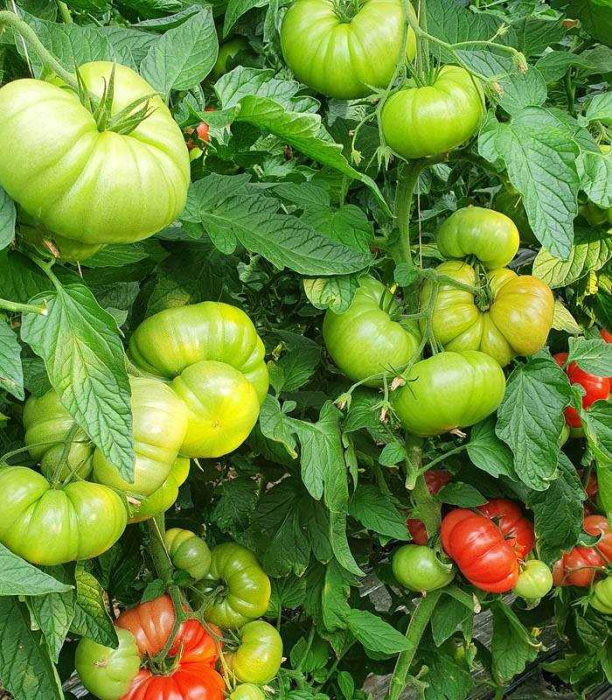 Seminte tomate BUFFALOPINK  - 250 seminte [2]