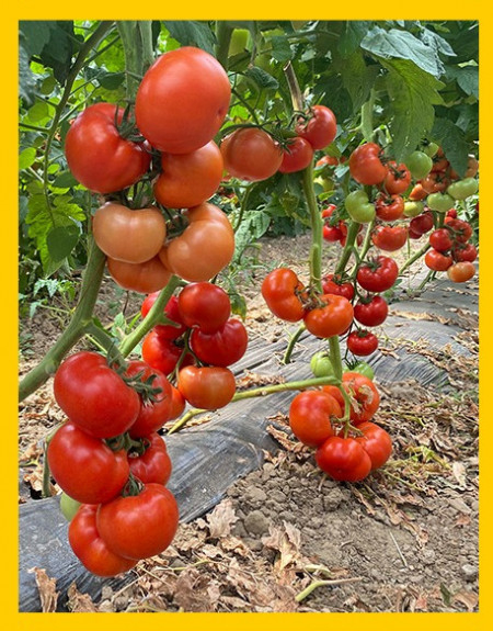 Seminte tomate CANOVA F1 - 250 seminte [2]