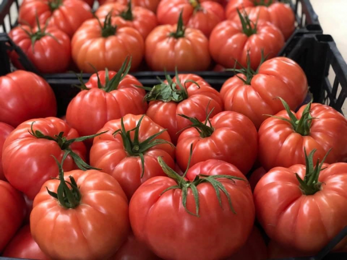 Seminte tomate Cassarosa F1, nedeterminate - 1000 seminte [2]