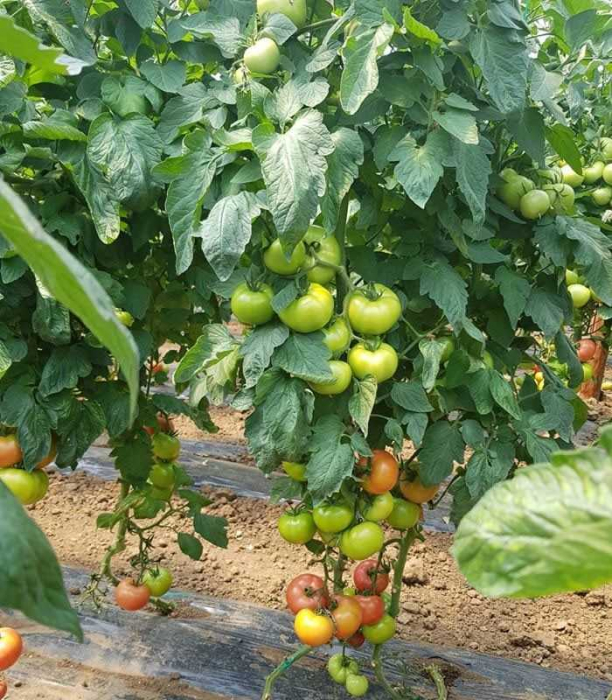 Seminte tomate roz CLAROSA F1 - 1000 seminte [2]