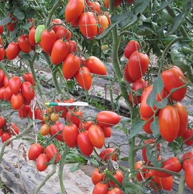 Seminte tomate COLIBRI F1 - 250 semințe [2]
