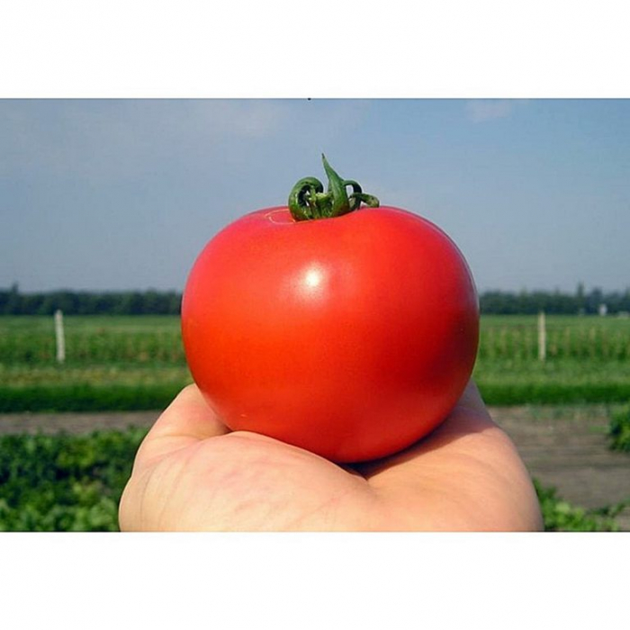 Seminte tomate CRISTAL F1, 5 grame [2]