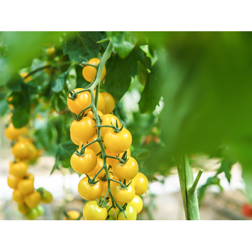 Seminte tomate GOLDWIN F1 - 250 seminte [3]