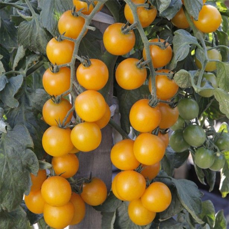 Seminte tomate GOLDWIN F1 - 250 seminte [2]