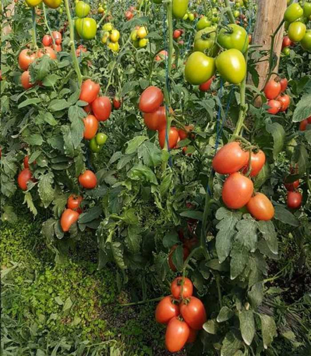 Seminte tomate KONGO F1 - 250 seminte [2]