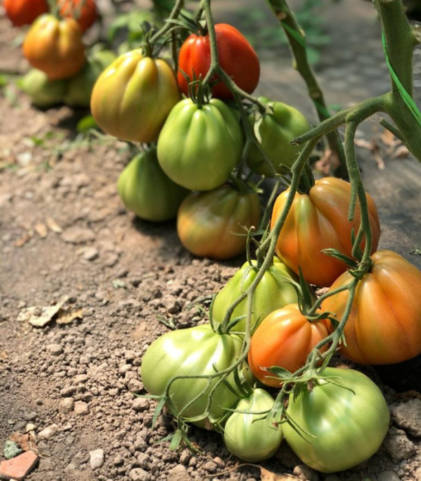 Seminte tomate LEVANTE F1 - 100 SEMINTE [1]