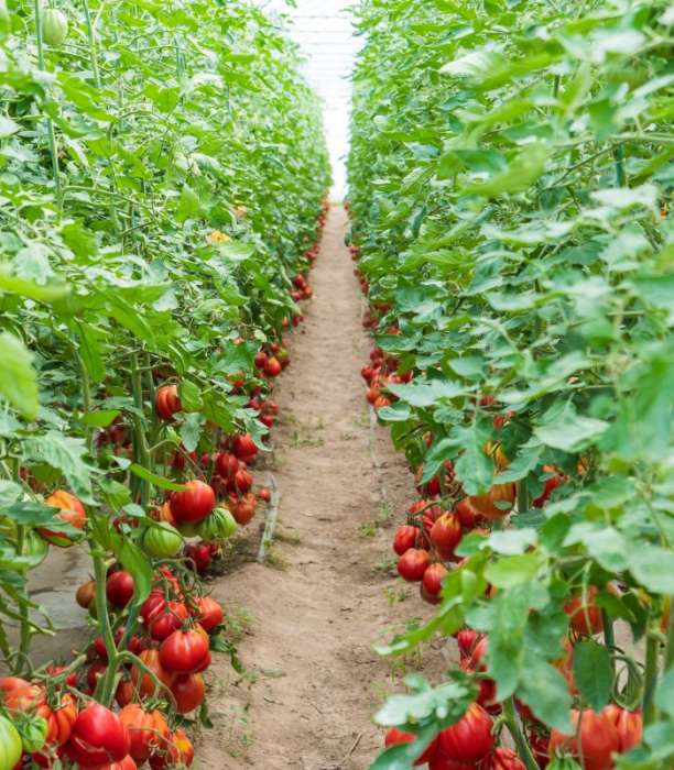 Seminte tomate LEVANTE F1 - 100 SEMINTE [2]