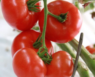 Seminte tomate OASIS F1 - 100 seminte [2]