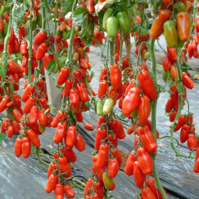 Seminte de tomate Oskar F1 - 500 seminte [1]