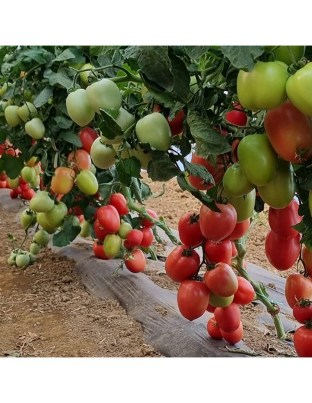 Seminte tomate Pink Soul F1 - 500 seminte [1]
