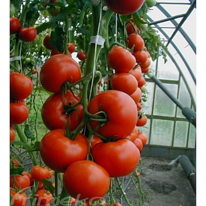 Seminte tomate TAMARIS F1 - 1.000 semințe [1]