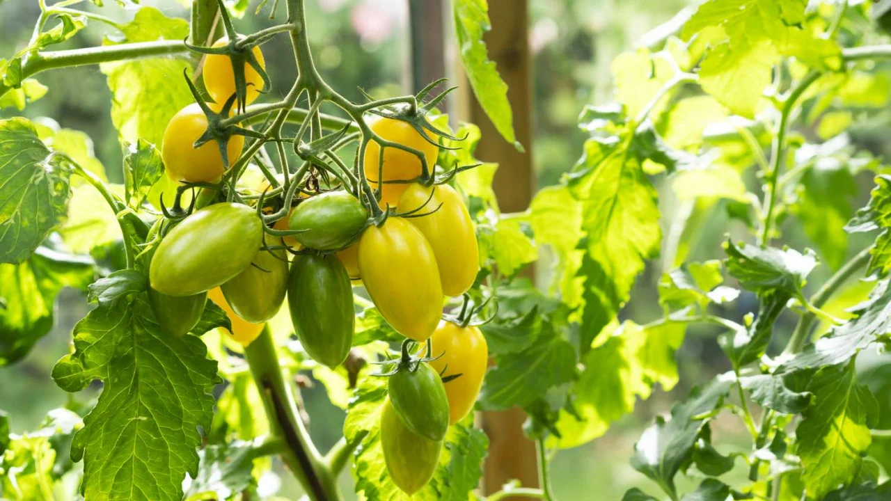 Seminte tomate Zlatista F1 - 1 gram [2]