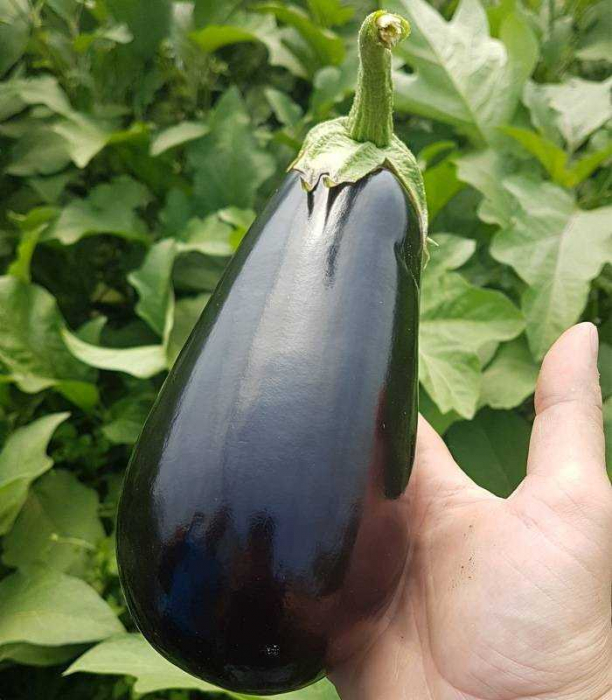 Seminte vinete Canna F1 - 100 seminte [1]