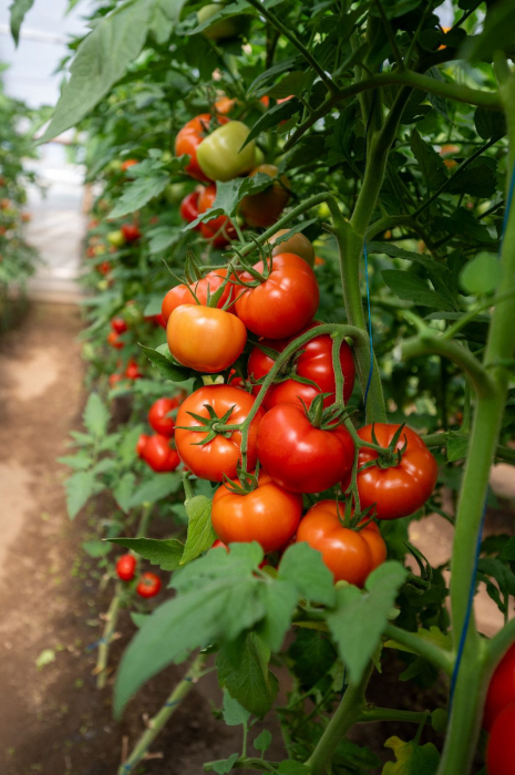 Seminte tomate Badalona F1 - 1000 seminte [4]