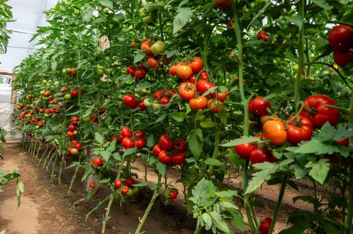 Seminte tomate Badalona F1 - 1000 seminte [2]