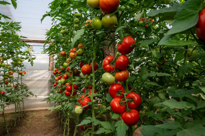 Seminte tomate Badalona F1 - 1000 seminte [5]