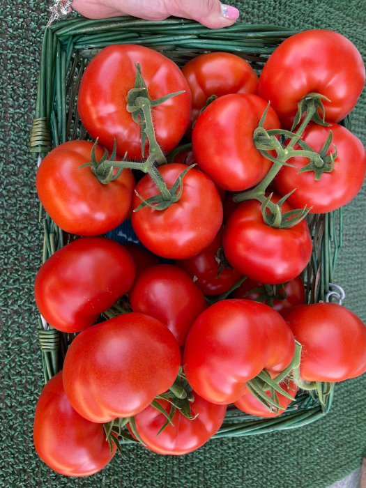 Seminte tomate Badalona F1 - 1000 seminte [6]