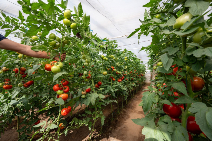 Seminte tomate Badalona F1 - 250 seminte [7]