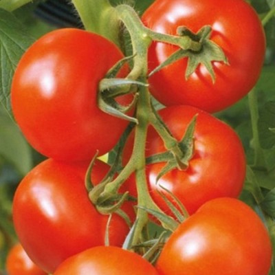 Seminte tomate semi-determinate BALKAN F1 - 1.000 seminte [1]