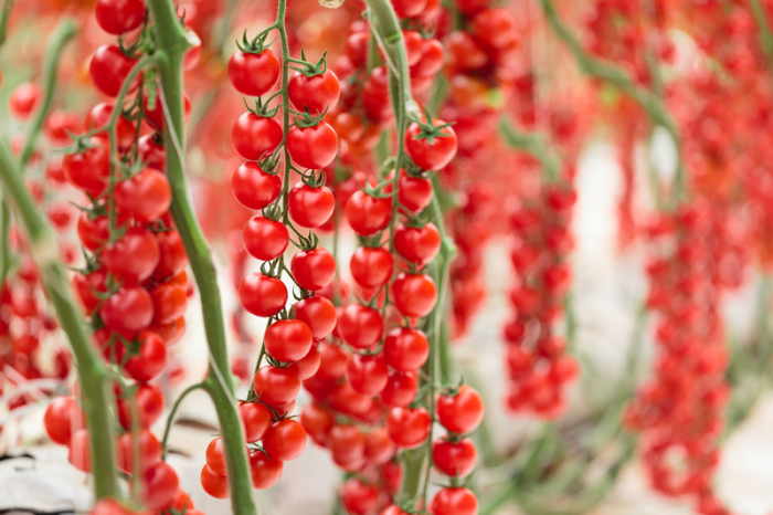 Seminte tomate Cherye F1 - 500 sem [1]