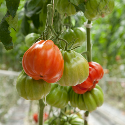 Seminte tomate Gigawak F1 - 500 Seminte [2]
