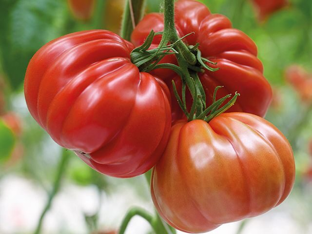Seminte tomate GRIFONE F1 - 100 seminte [1]