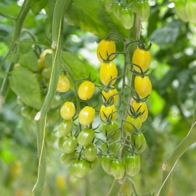 Seminte tomate Ivorino F1 - 500 SEM [2]